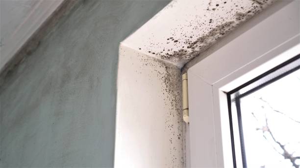 Best Residential Mold Removal  in Oxford, OH