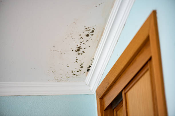 Best Fast Mold Removal  in Oxford, OH