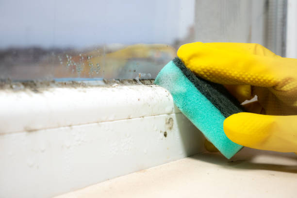 Office Mold Removal Services in Oxford, OH